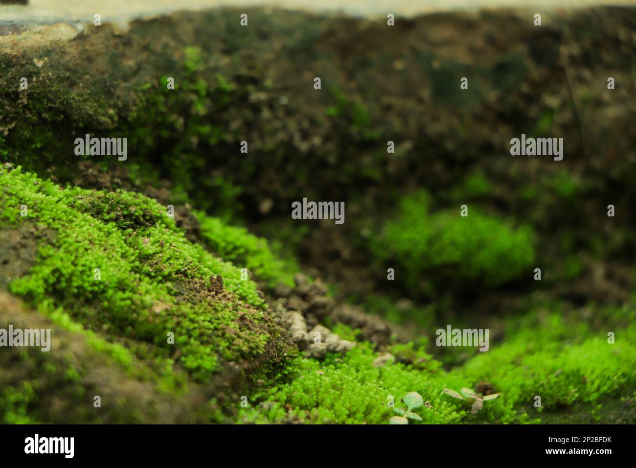 Beautiful Bright Green moss grown up cover the rough stones and on the floor in the forest. Show with macro view. Rocks full of the moss texture in na Stock Photo