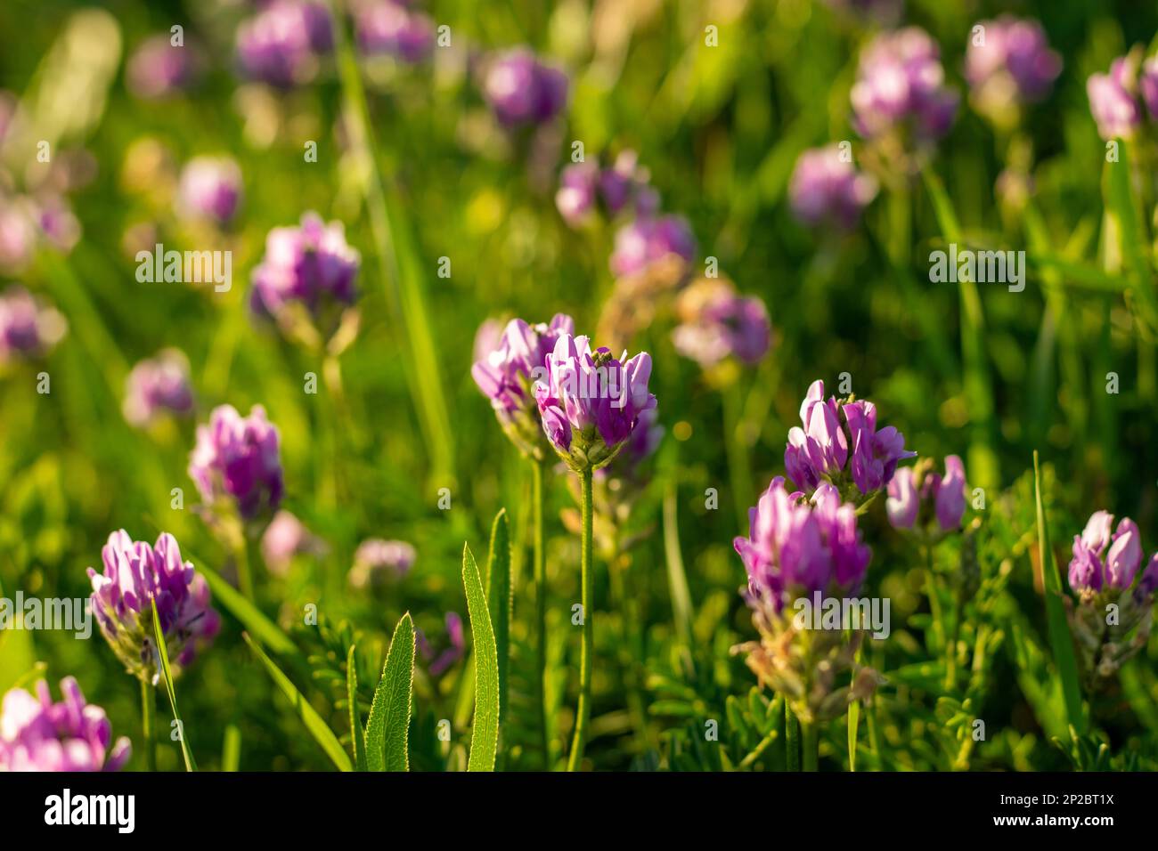Purple flowers in a field with the sun shining on them. season concept ...