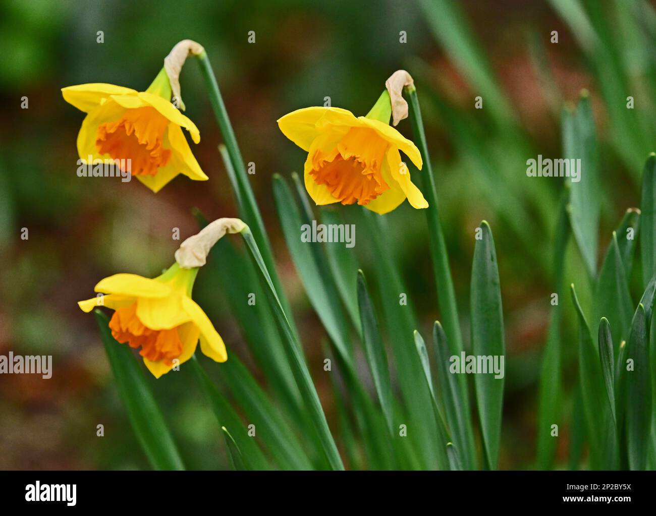 Nailsea, Somerset. 4th Mar 2023. On a very cold afternoon Brightly