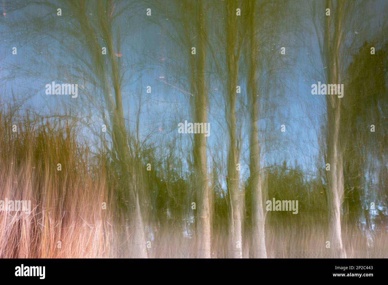 Fotografía de Árboles en el bosque, ICM, movimiento de cámara intencionado Stock Photo