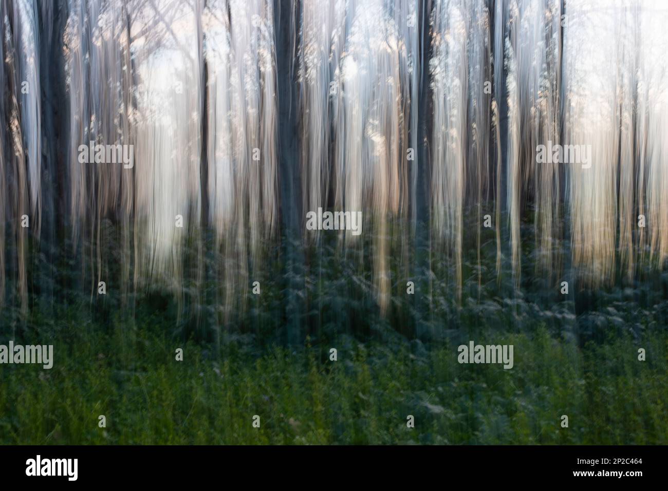 Fotografía de Árboles en el bosque, ICM, movimiento de cámara intencionado Stock Photo