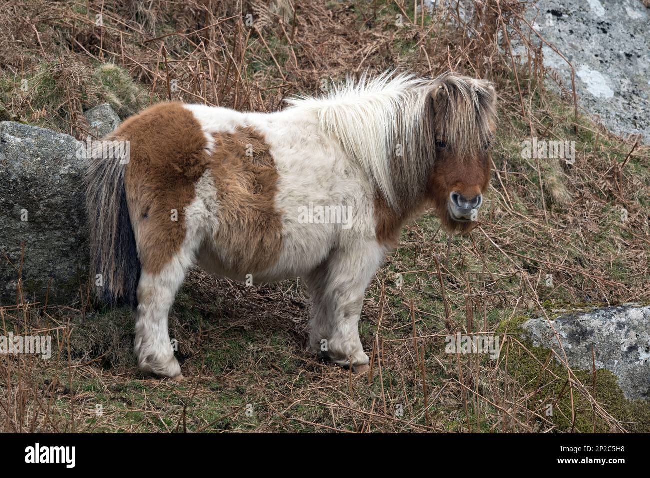 Fluffy cute pony on Dartmoor lives outside all year and very hardy to the harsh winters Stock Photo