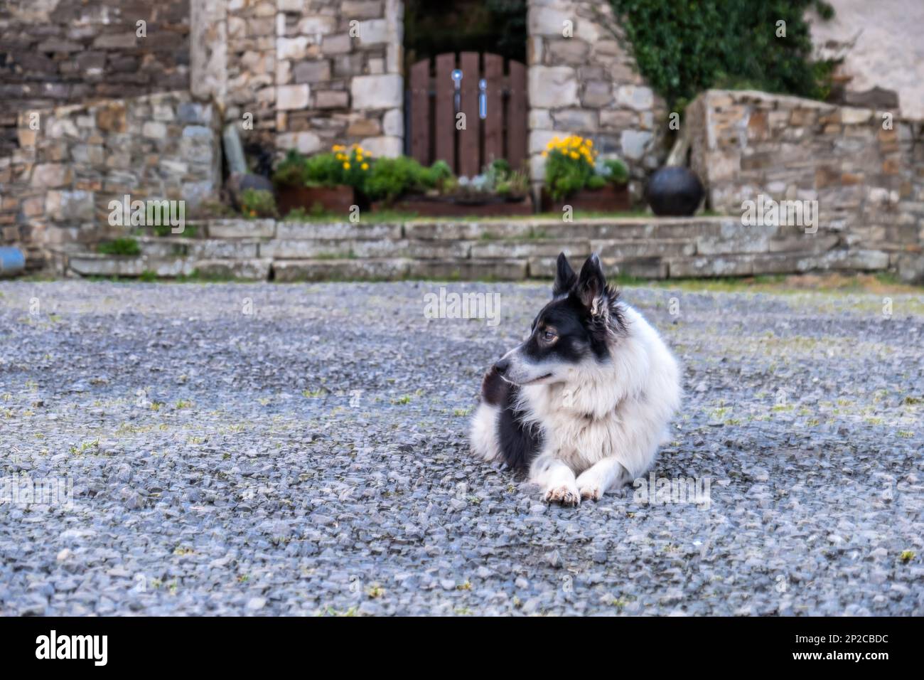 Border Colie  Airland Borders & Shelties