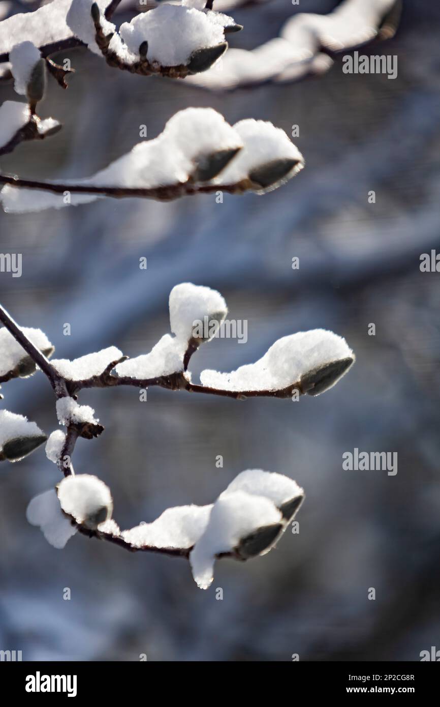 A heavy blanket of snow covers everything Bloomfield Hills,MI,USA Stock Photo