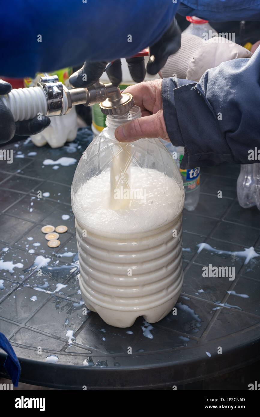 Filling up large bottle with fresh milk. Dairy farmers protesting against low milk prices by giving it away for free. Stock Photo