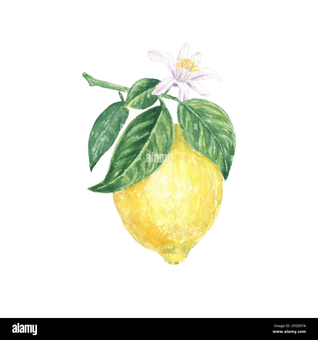 Fresh Lemons With Sweet Fragrant Blossoms Bright Watercolor