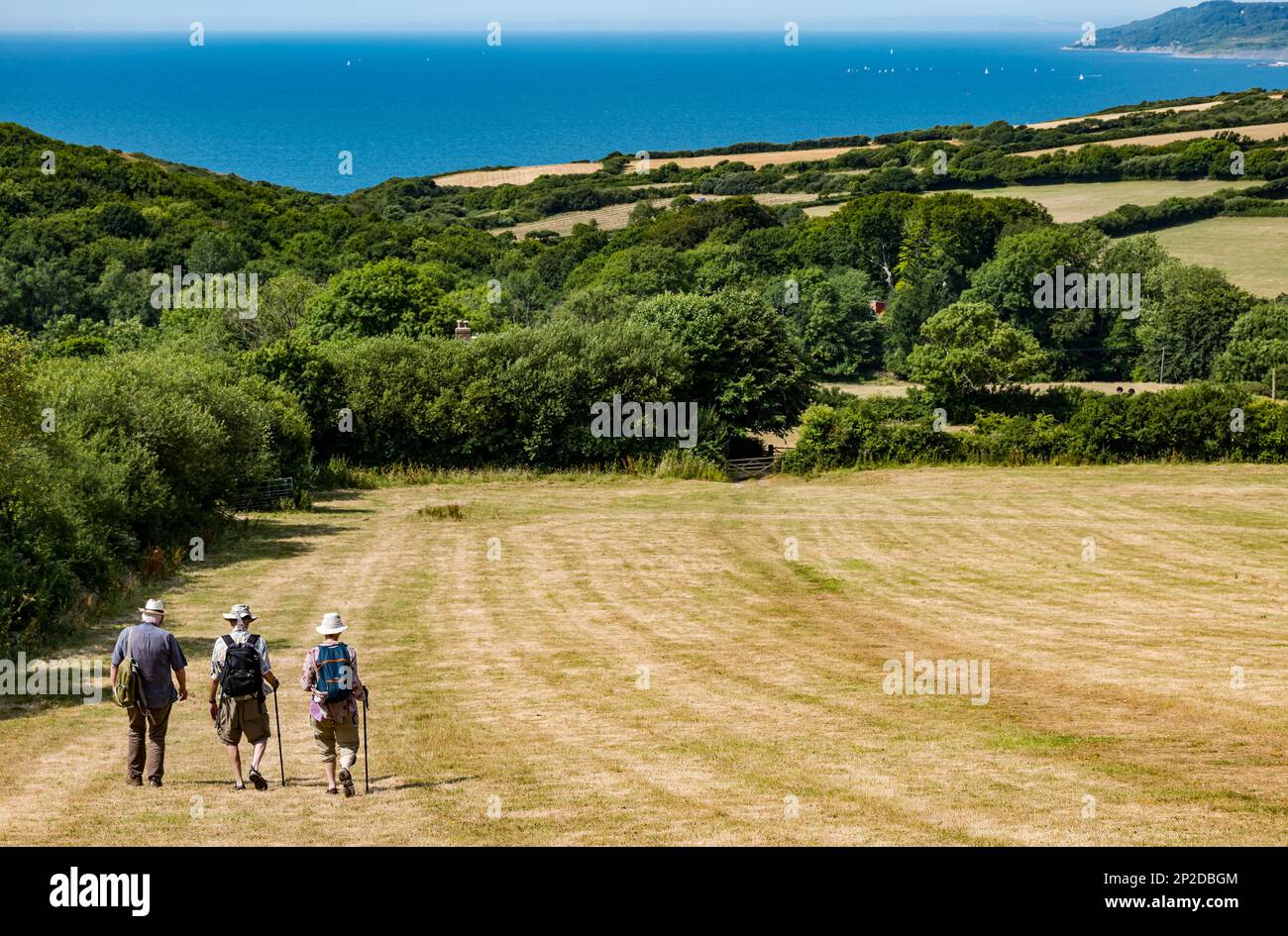 Elderly people walking across field during Summer heatwave, Dorset, England, UK Stock Photo