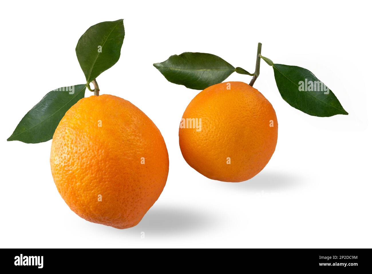 Oranges with green leaves isolated on white with clipping path included Stock Photo