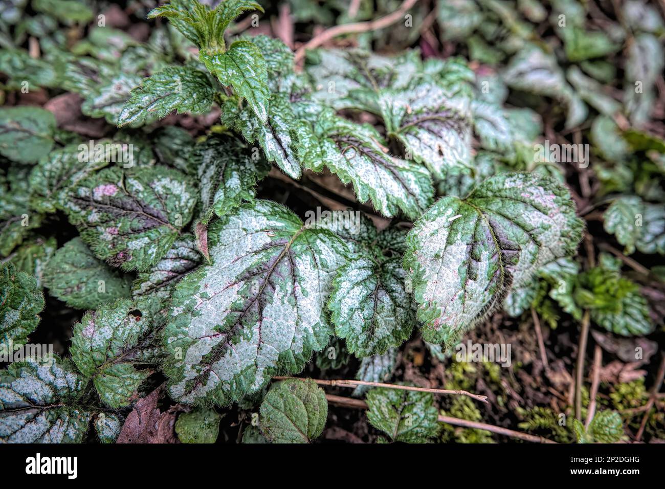 Detailed closeup on the silver painted leafs of the early spring blossoming Variegated Yellow Archangel, Lamium galeobdolon Stock Photo