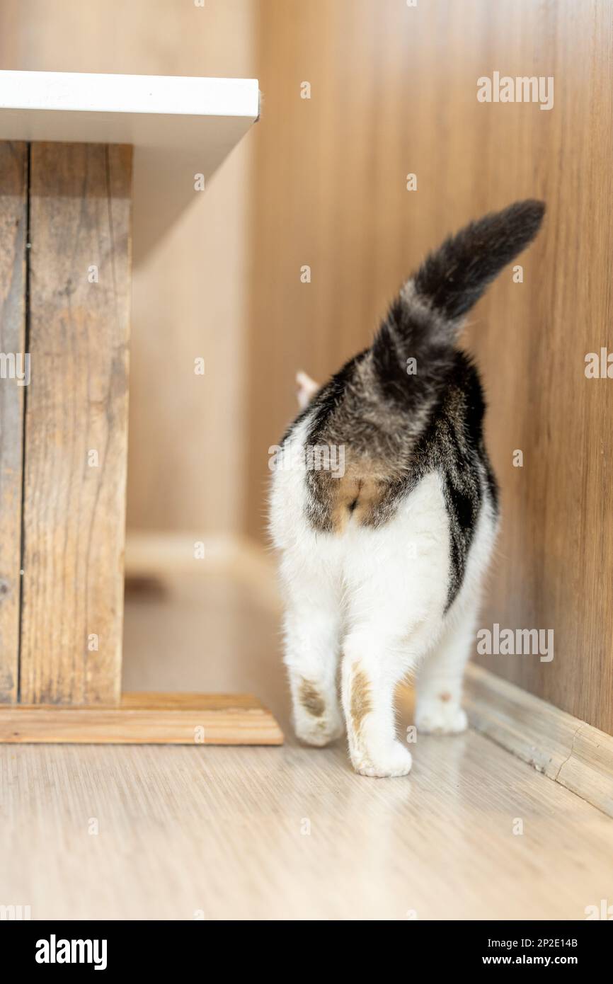 cat running through the kitchen Stock Photo Alamy