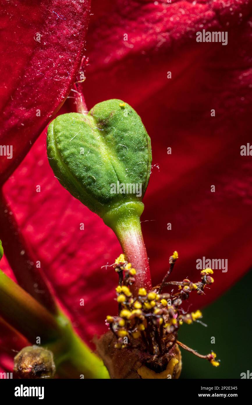 a bud in the shape of a heart poinsettia Stock Photo