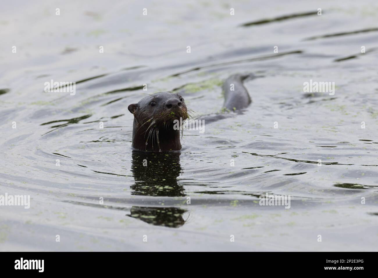 North American River Otter Florida USA Stock Photo - Alamy