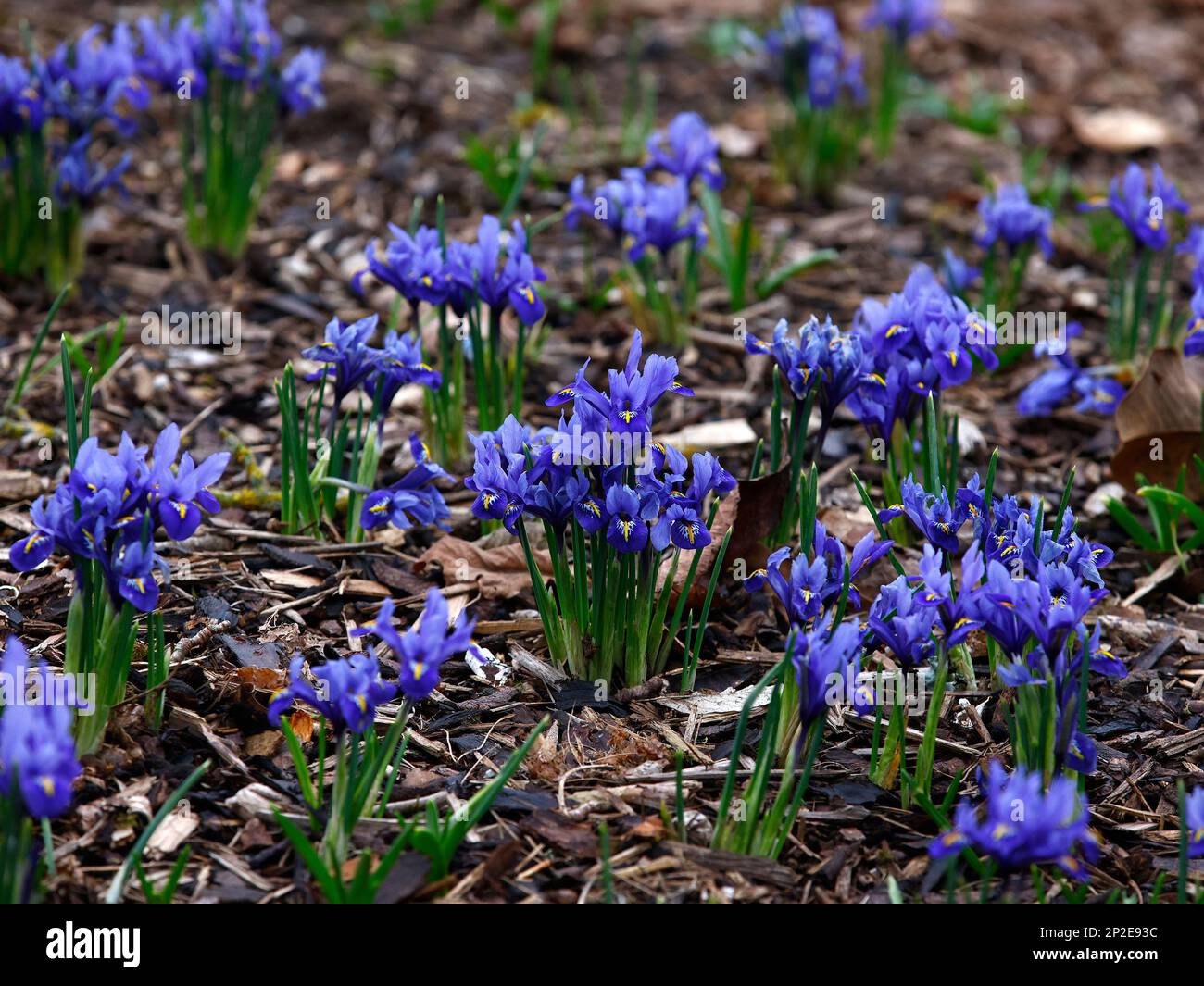 Closeup of the small blue flowering Iris Harmony growing from the soil in winter. Stock Photo