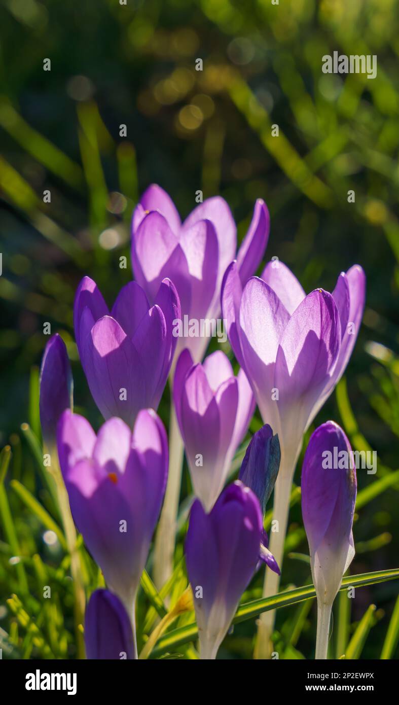 Blooming violet crocuses in early spring Stock Photo