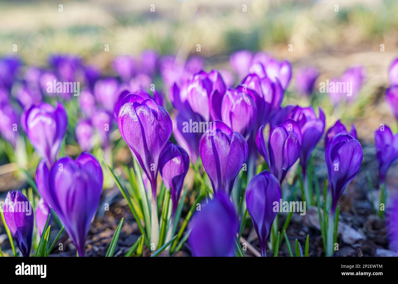 Blooming violet crocuses in early spring Stock Photo