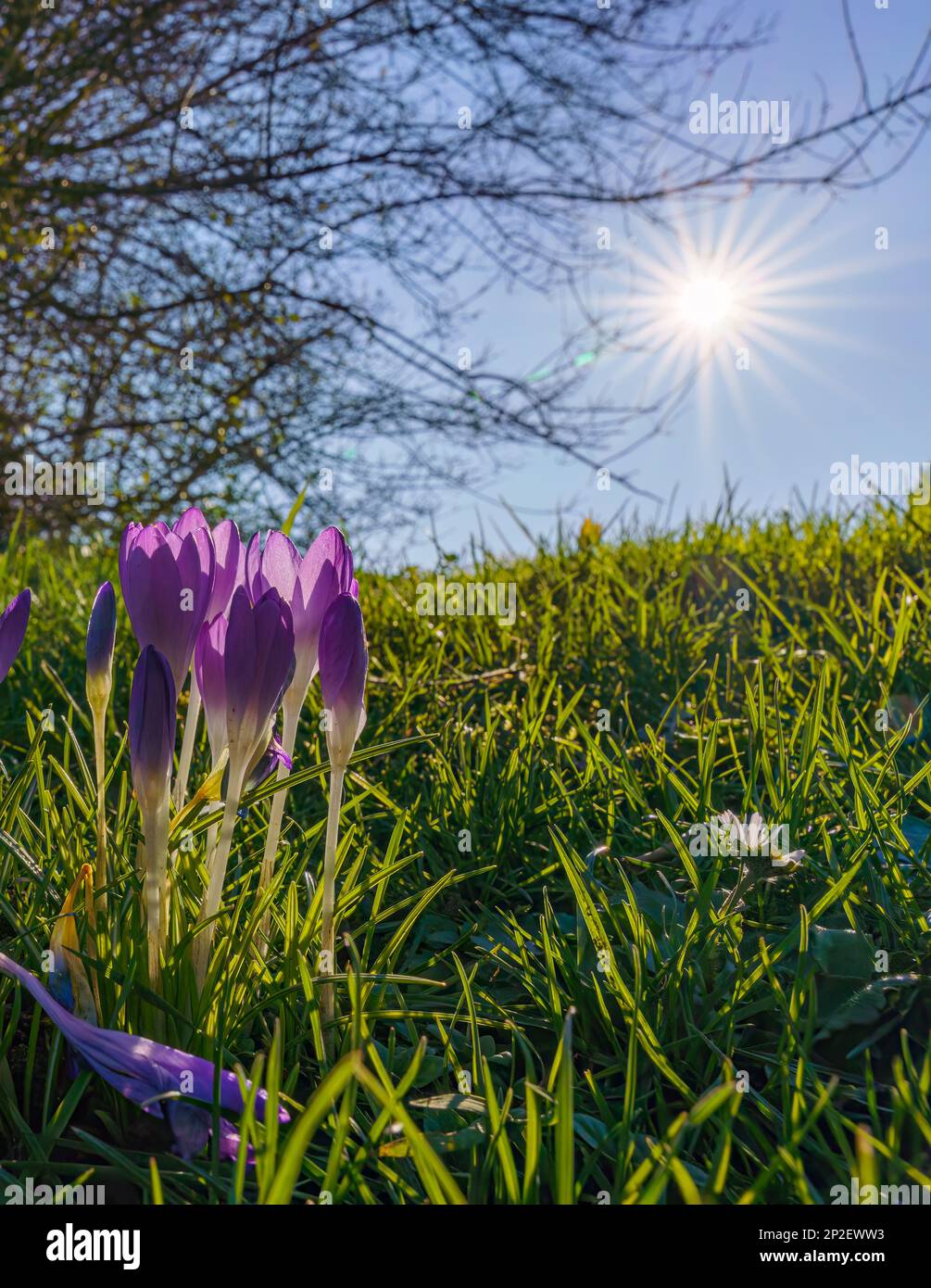 Blooming violet crocuses in early spring Stock Photo