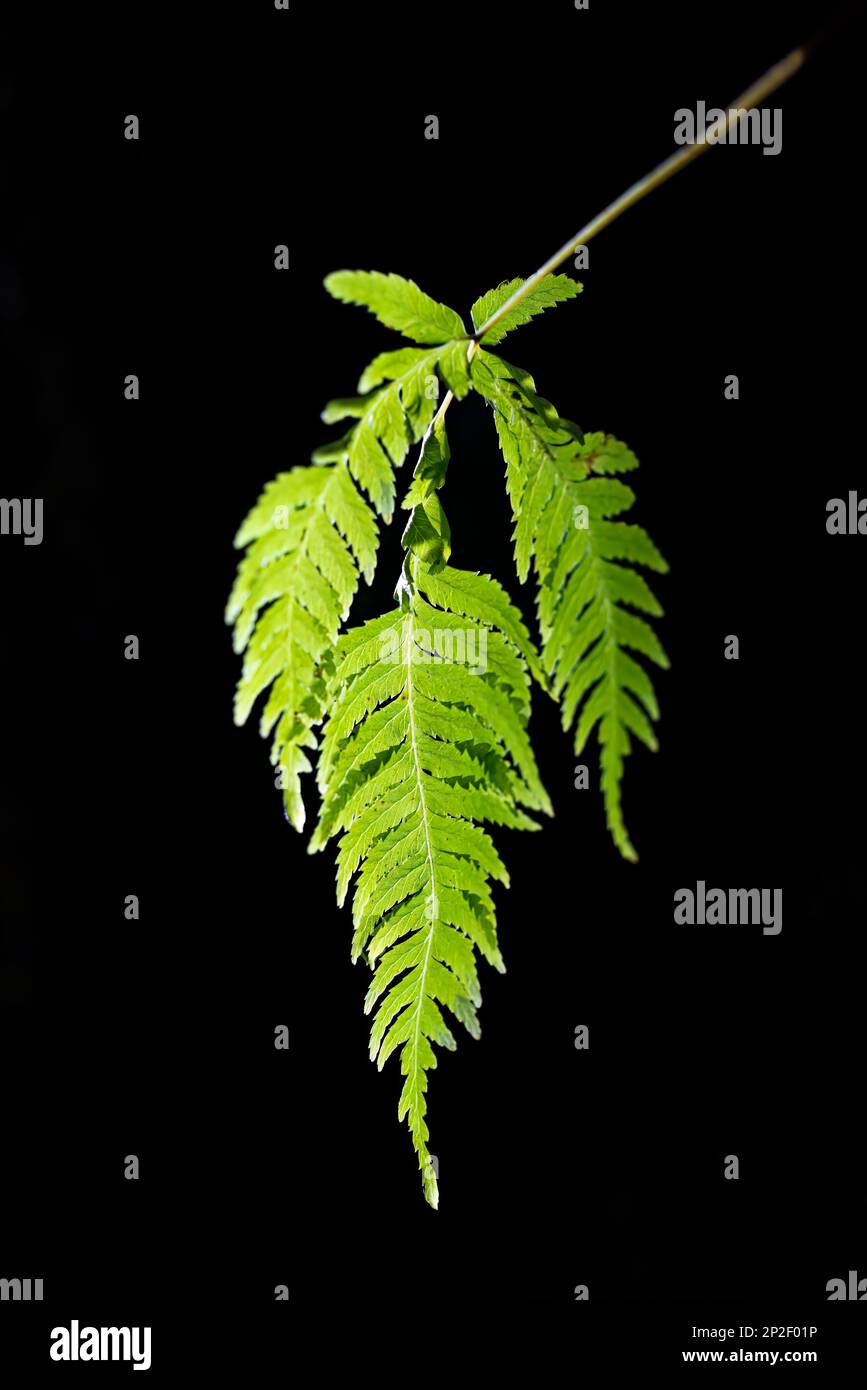 illuminated fern in a cave on madeira island, Europe Stock Photo