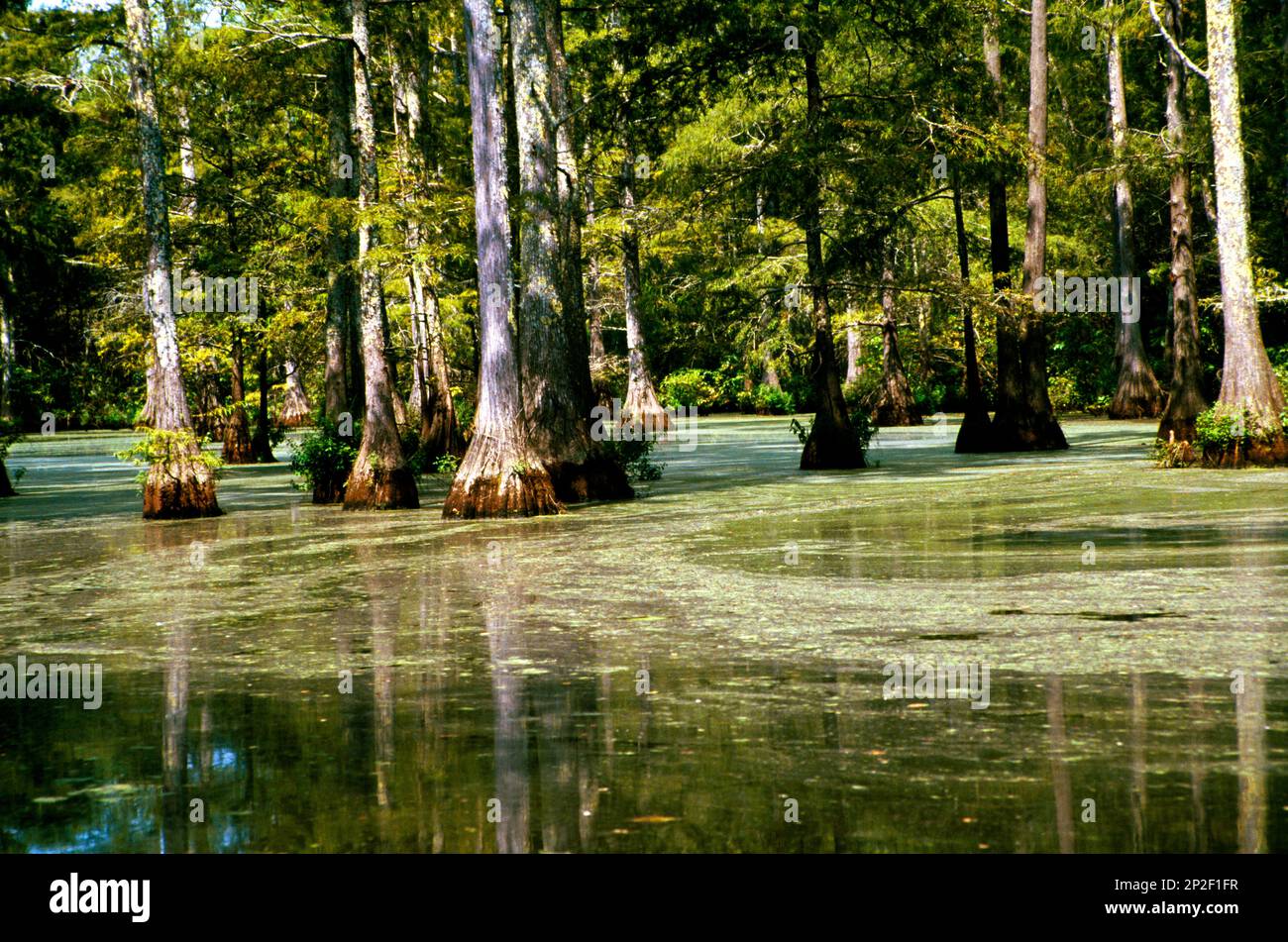 Louisiana Usa Trees in Everglades National Park Stock Photo