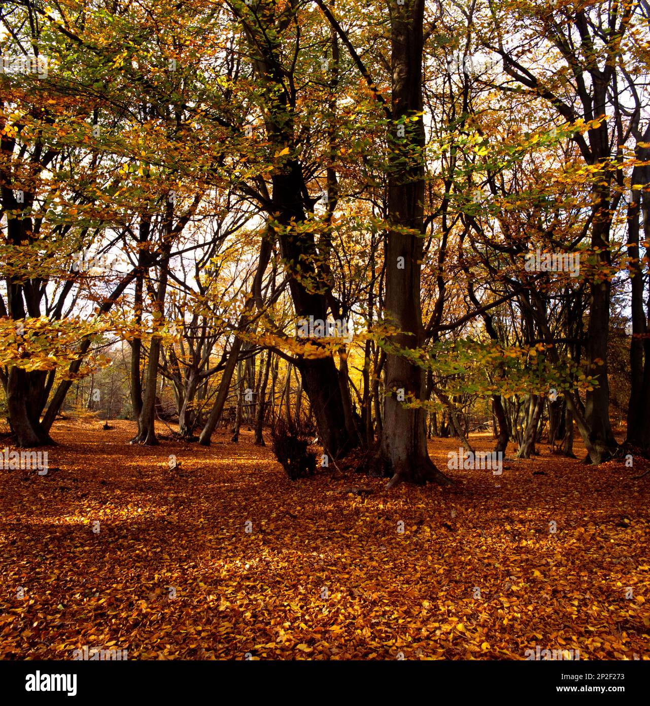 Coldharbour Surrey England Beech Trees in Woods During Autumn Stock Photo
