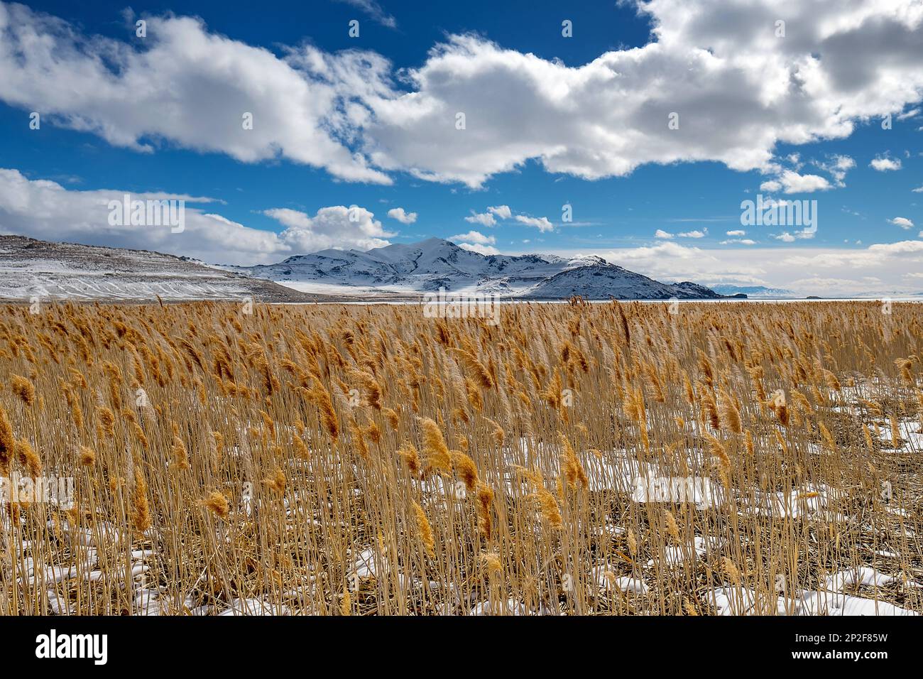 February 28, 2023: Cattail reeds blowing in the breeze along the ...