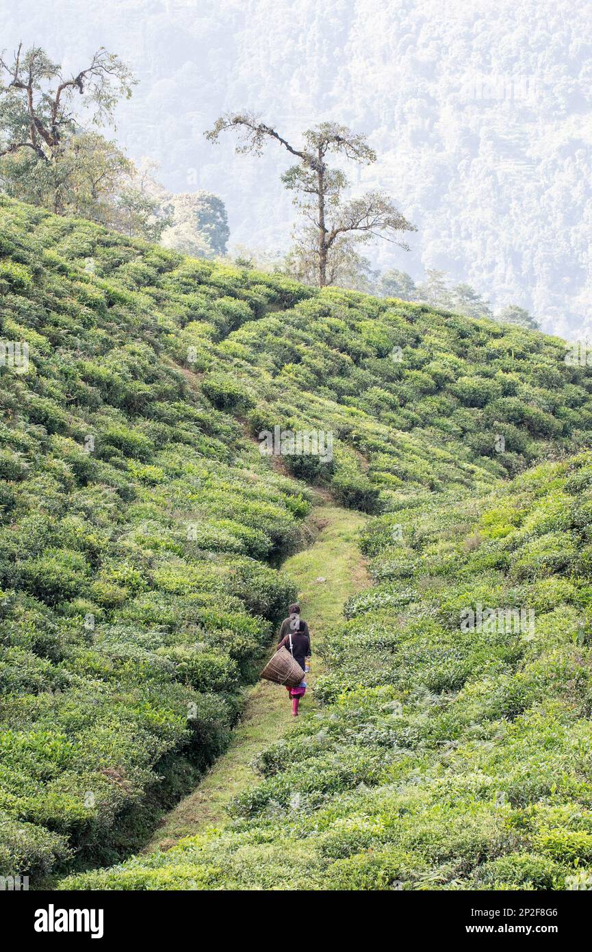 Female tea picker walking by herself amidst tea crops at Temi Tea Estate, Sikkim, India Stock Photo