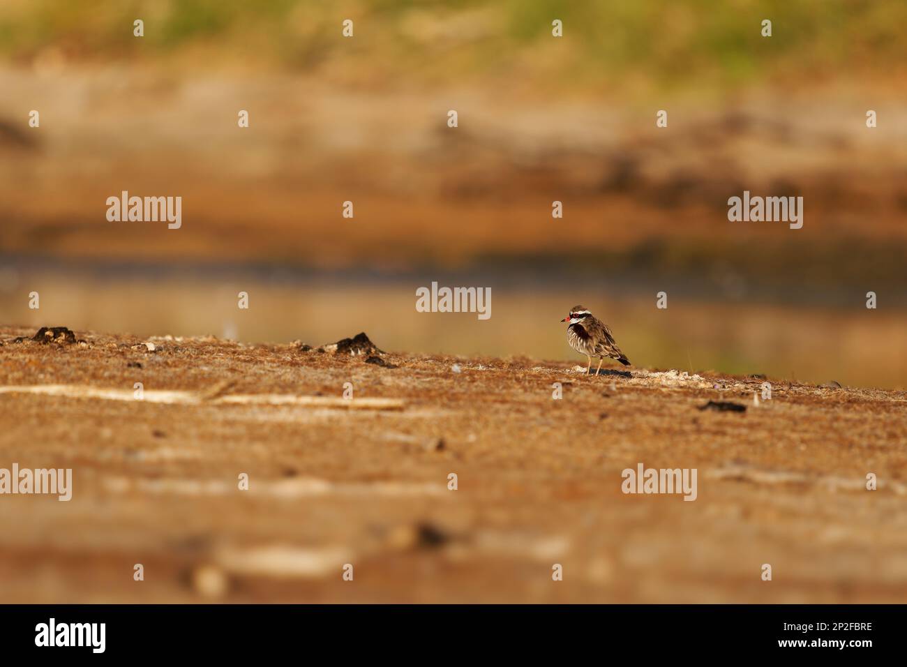 Black-fronted Dotterel - Elseyornis melanops small plover wader in the Charadriidae family, bird on the australian beach next to the water during suns Stock Photo