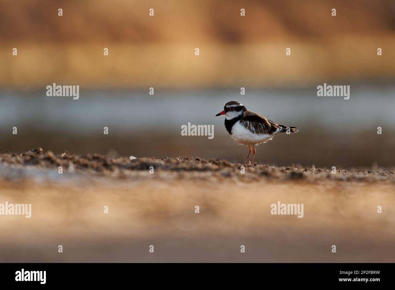 Black-fronted Dotterel - Elseyornis melanops small plover wader in the Charadriidae family, bird on the australian beach next to the water during suns Stock Photo
