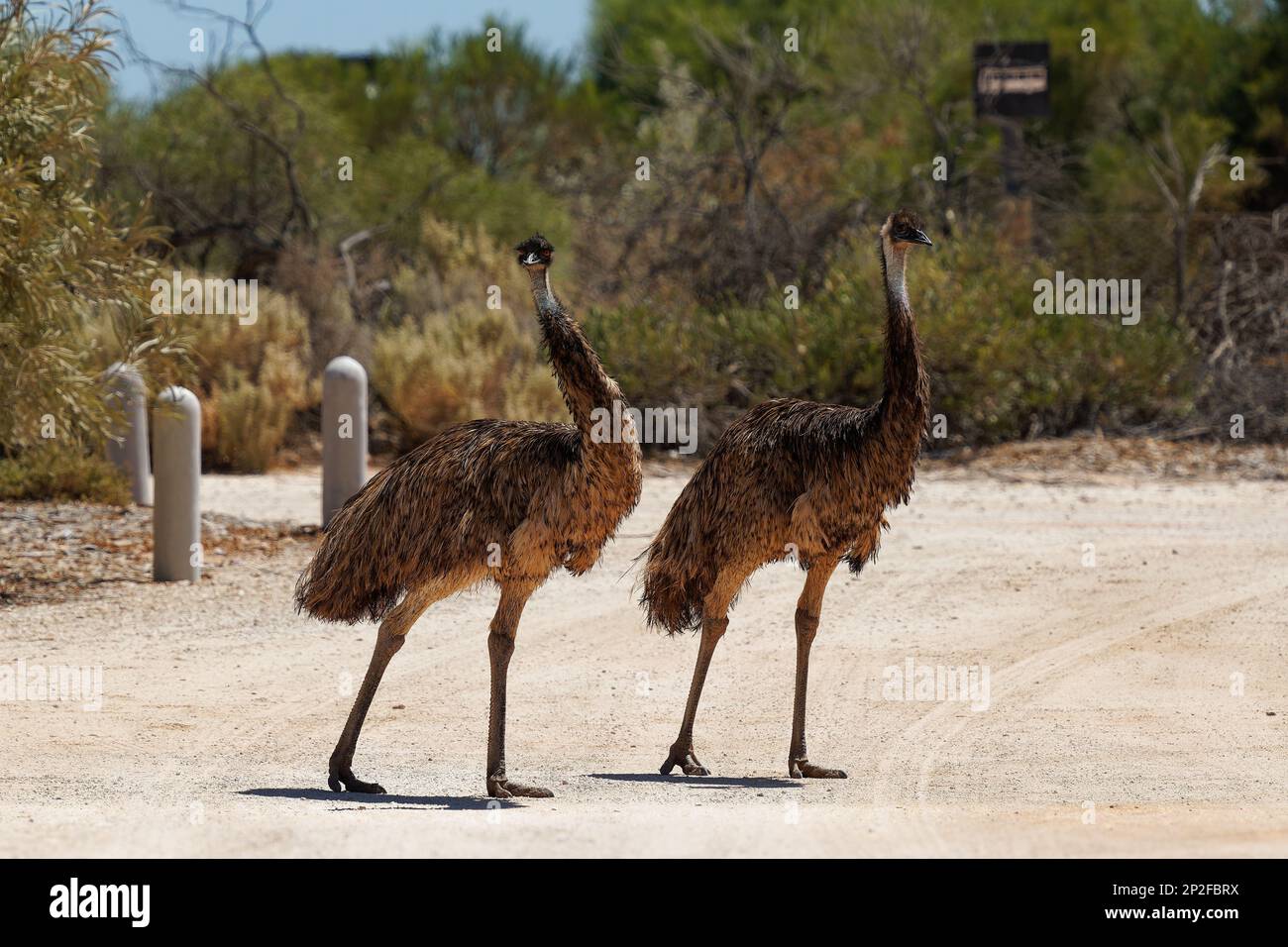 Two Emu or pair walk in parking place - Dromaius novaehollandiae second-tallest living bird after its ratite relative the ostrich, endemic to Australi Stock Photo