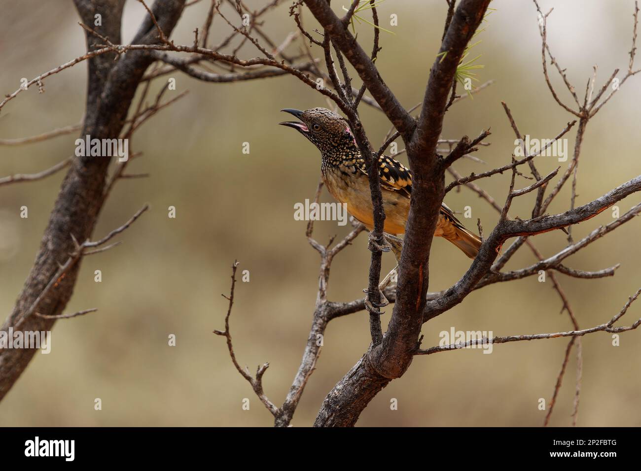 Western Bowerbird - Chlamydera guttata  endemic bird of Australia in Ptilonorhynchidae, brown with spots with a pink erectile crest on the nape, male Stock Photo