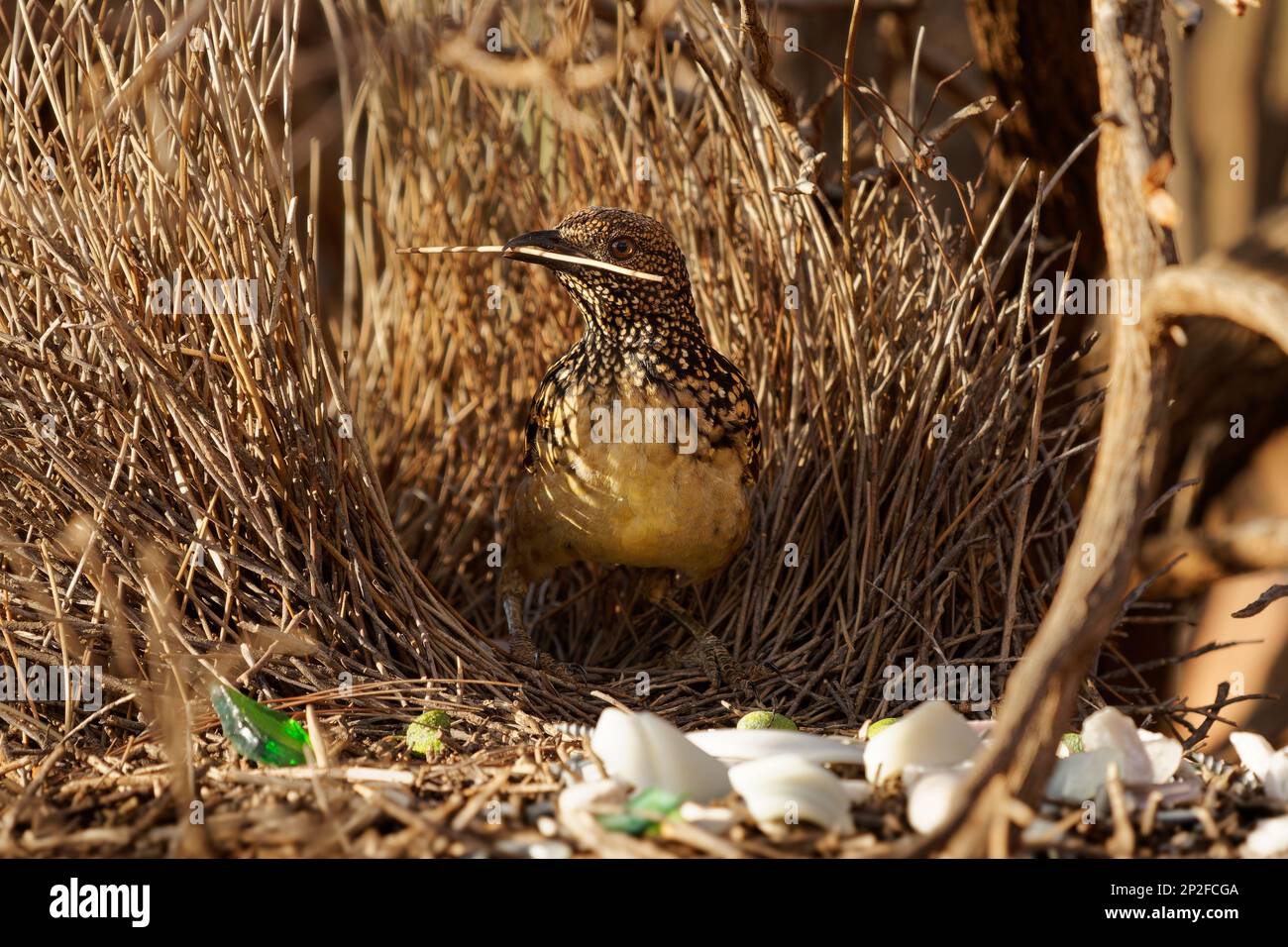 Western Bowerbird - Chlamydera guttata  endemic bird of Australia in Ptilonorhynchidae, brown with spots with a pink erectile crest on the nape, male Stock Photo
