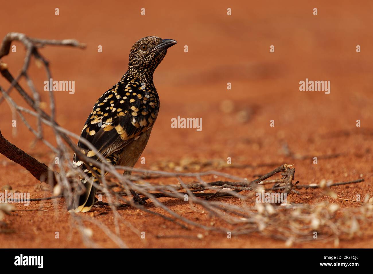 Western Bowerbird - Chlamydera guttata  endemic bird of Australia in Ptilonorhynchidae, brown with spots with a pink erectile crest on the nape, male Stock Photo