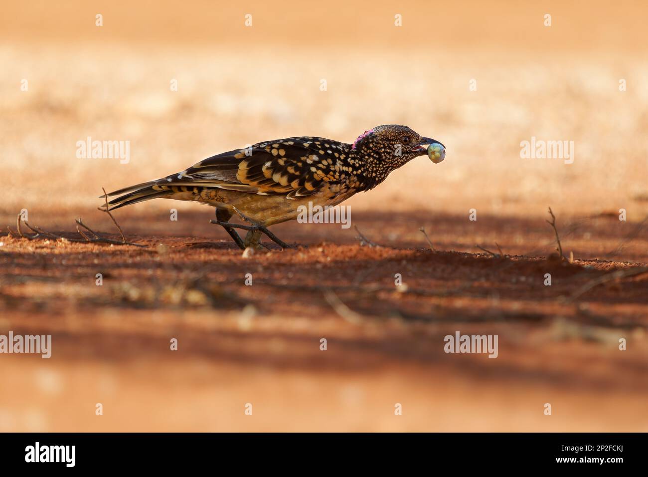 Western Bowerbird - Chlamydera guttata  endemic bird of Australia in Ptilonorhynchidae, brown with spots with a pink erectile crest on the nape, male Stock Photo