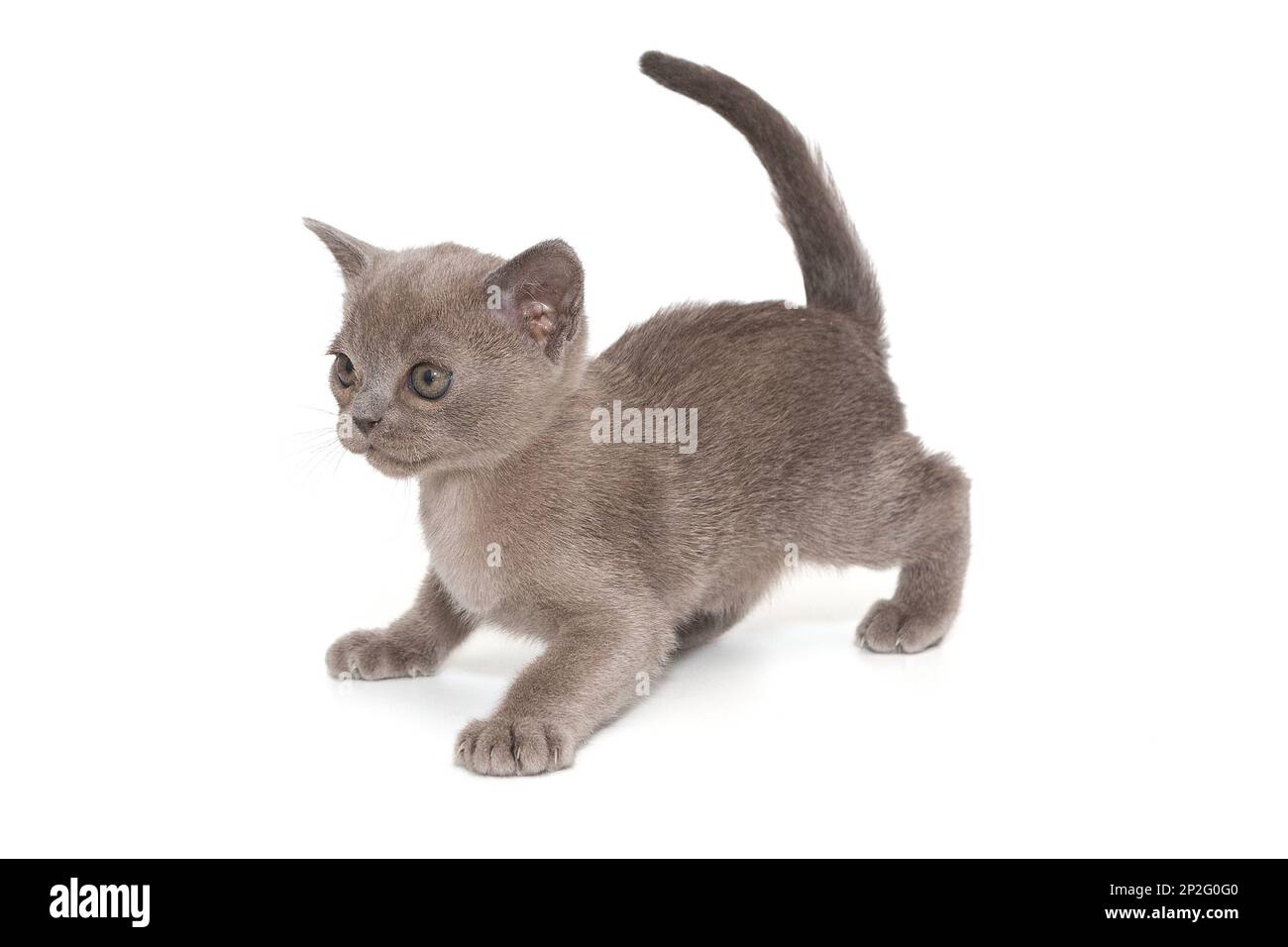 Kitten of the American Burmese blue color, isolated on a white background Stock Photo