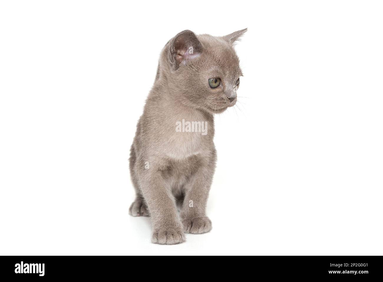 Kitten of the American Burmese blue color, isolated on a white background Stock Photo