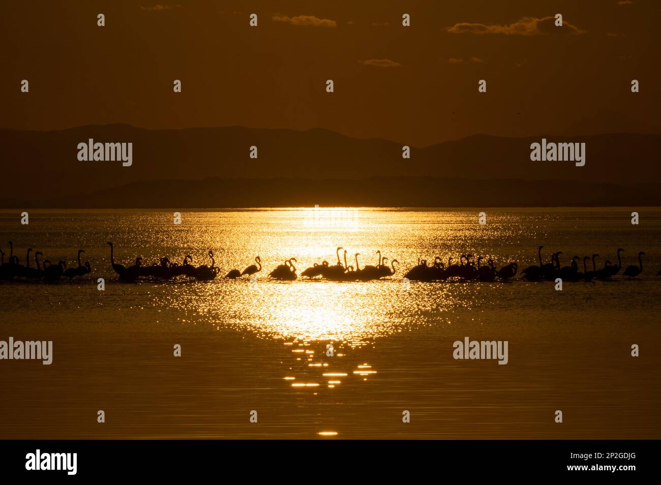 Flamingos sunset backlighting sunset in the ebro delta, horizontal Stock Photo