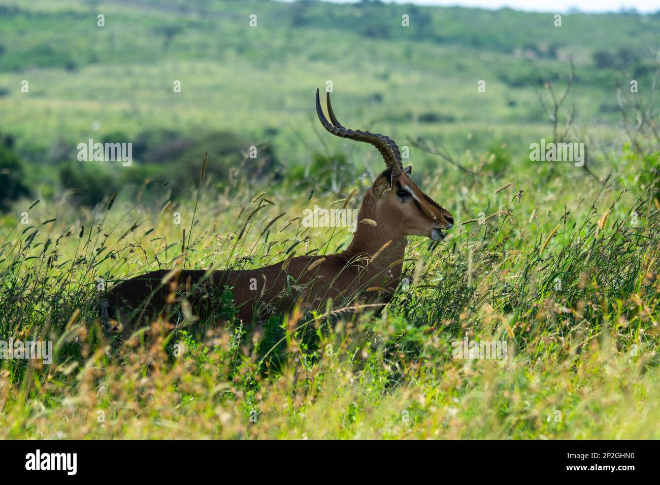 Wildlife photgraphy hi-res stock photography and images - Alamy