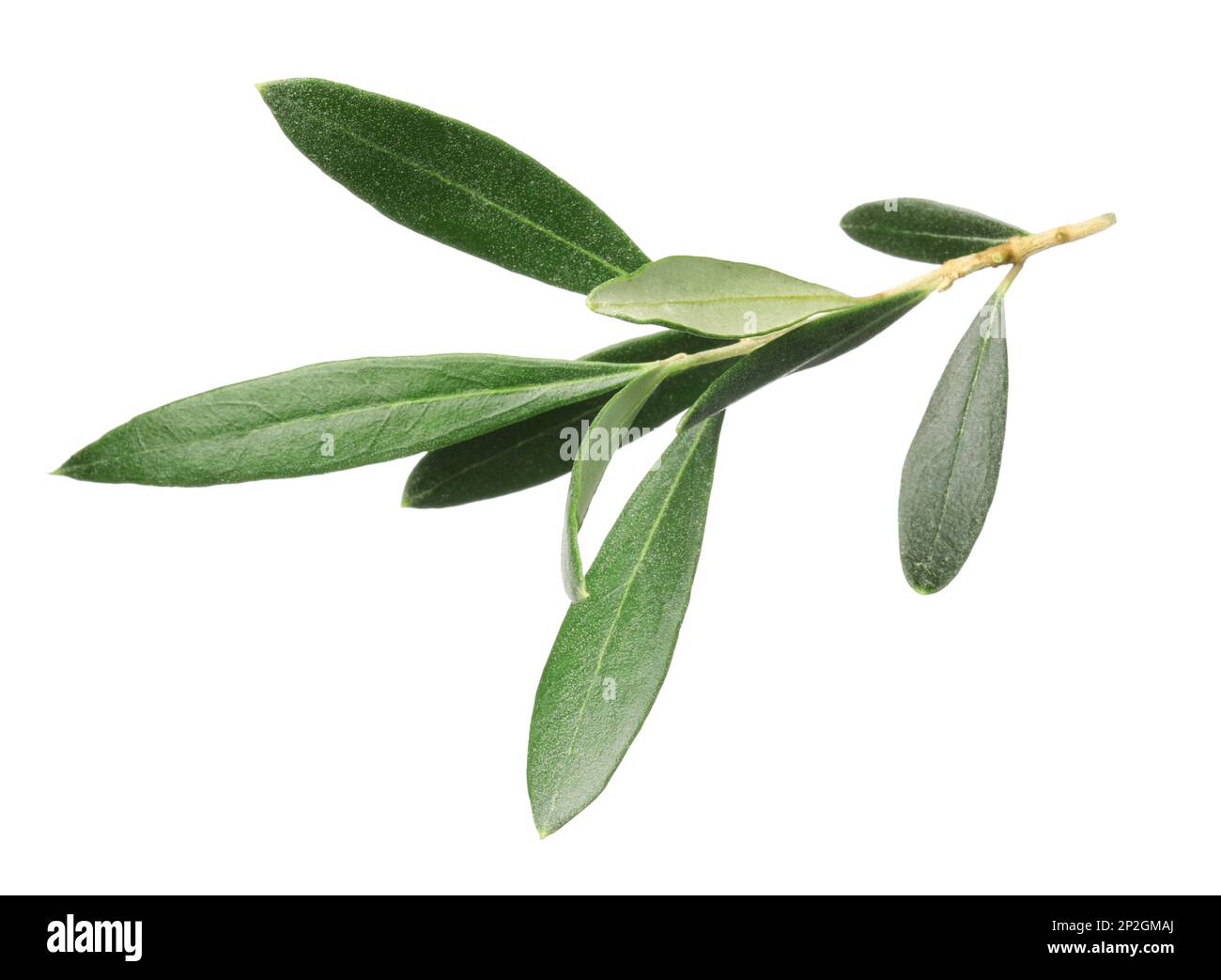Olive tree branch with green leaves on white background Stock Photo - Alamy