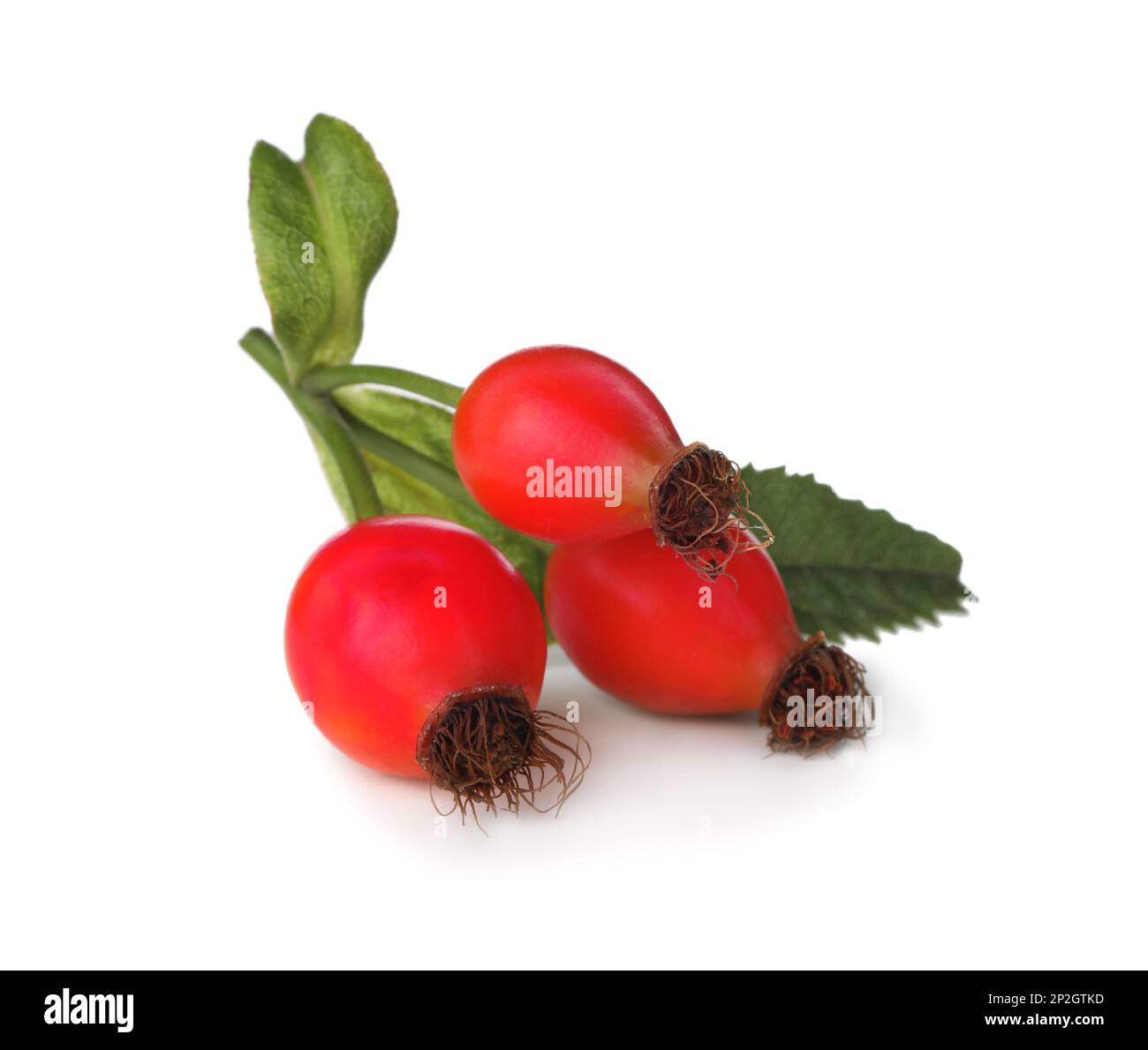 Ripe rose hip berries with leaves on white background Stock Photo - Alamy