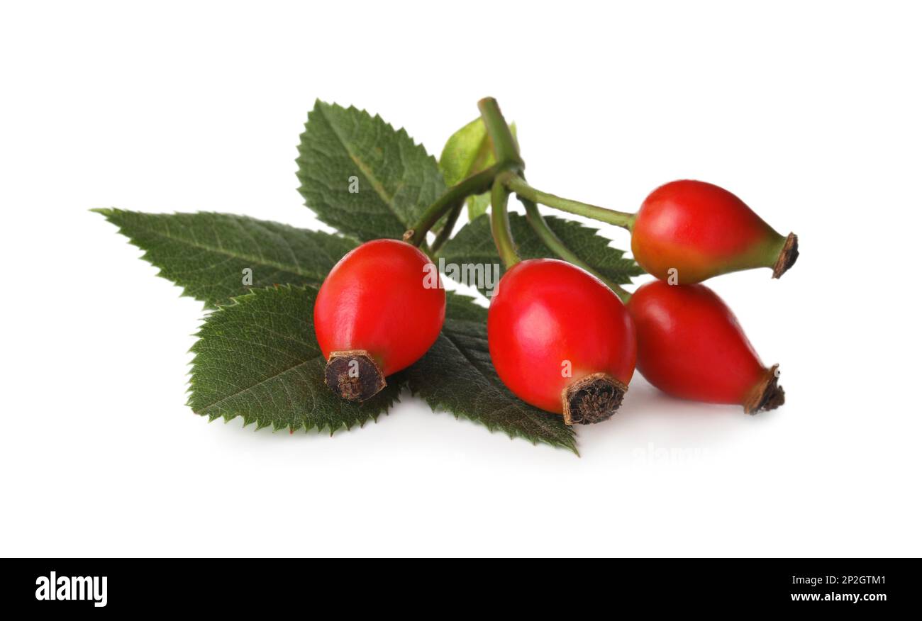 Ripe rose hip berries with leaves on white background Stock Photo - Alamy