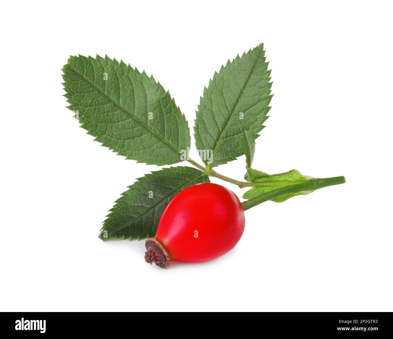 Ripe rose hip berry with leaves isolated on white Stock Photo - Alamy