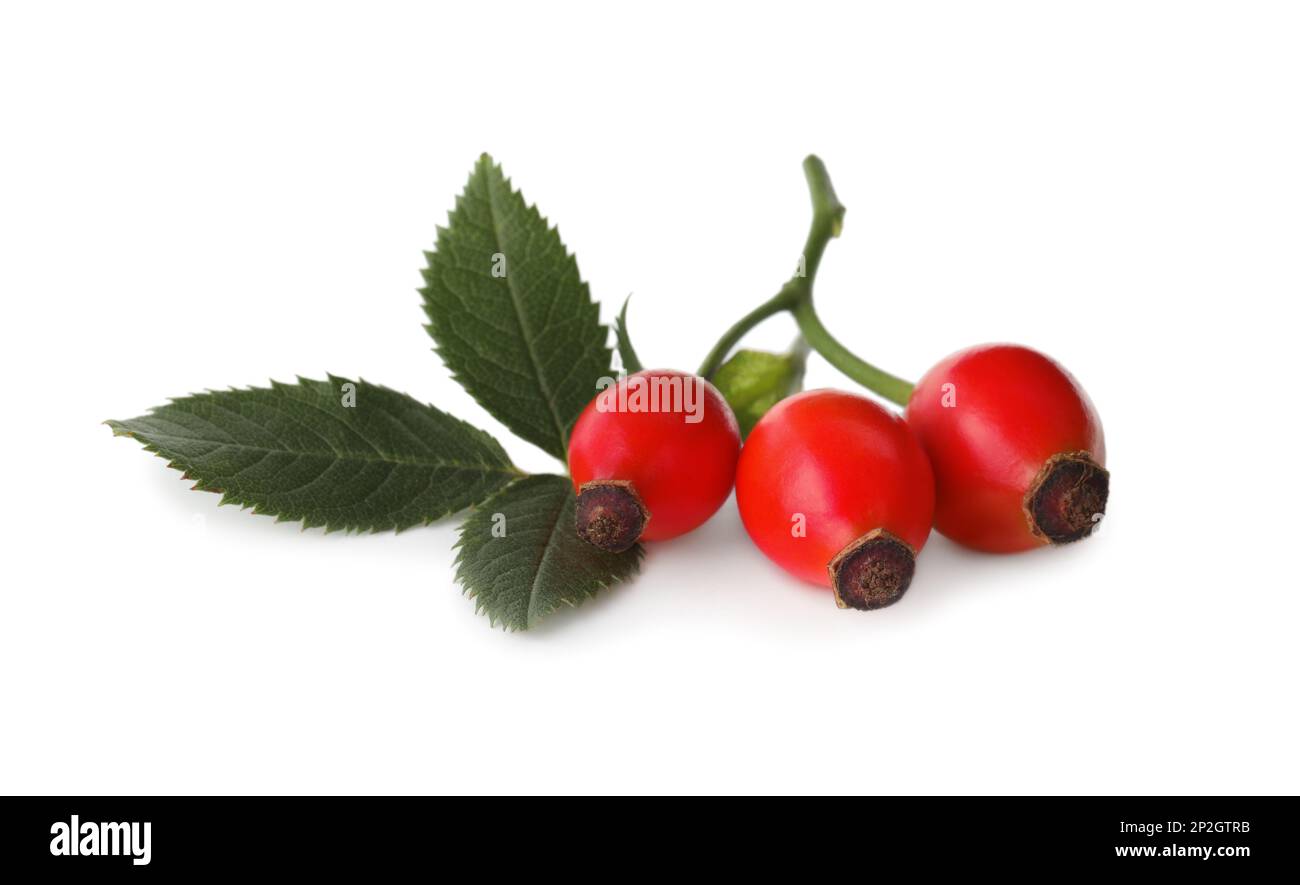 Ripe rose hip berries with leaves on white background Stock Photo - Alamy