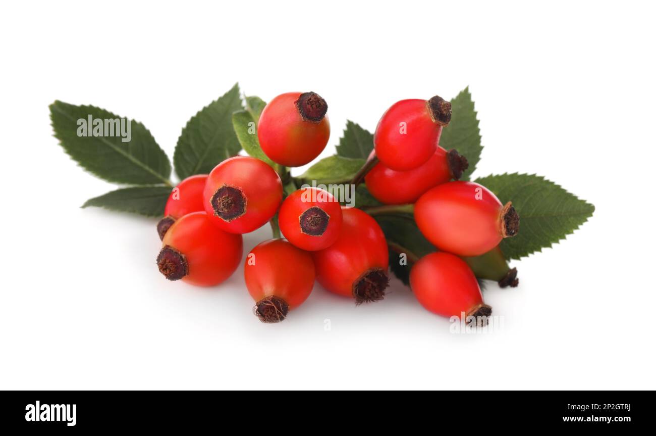 Ripe rose hip berries with leaves on white background Stock Photo - Alamy