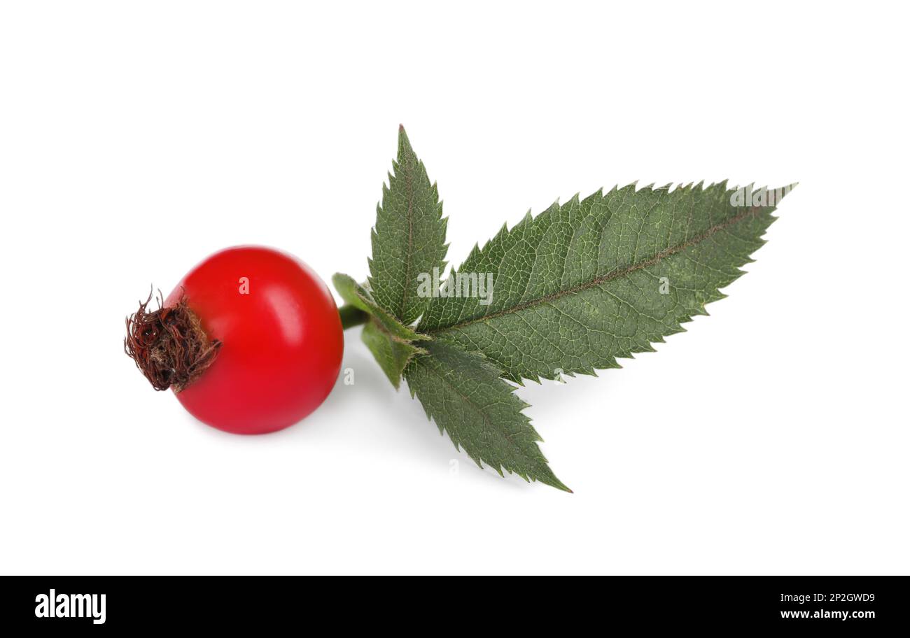 Ripe rose hip berry with green leaves on white background Stock Photo ...