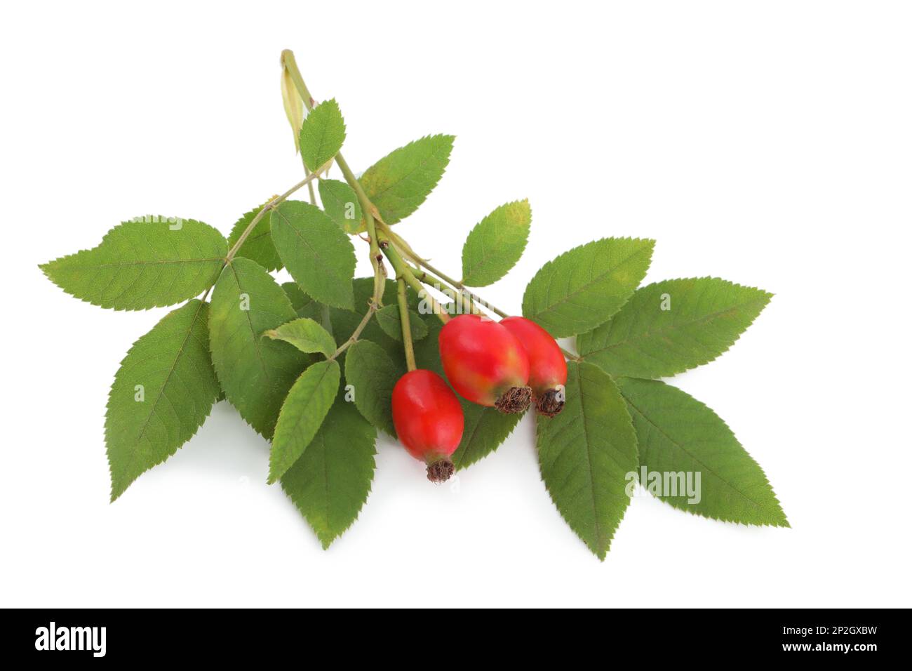 Ripe rose hip berries with leaves on white background Stock Photo - Alamy