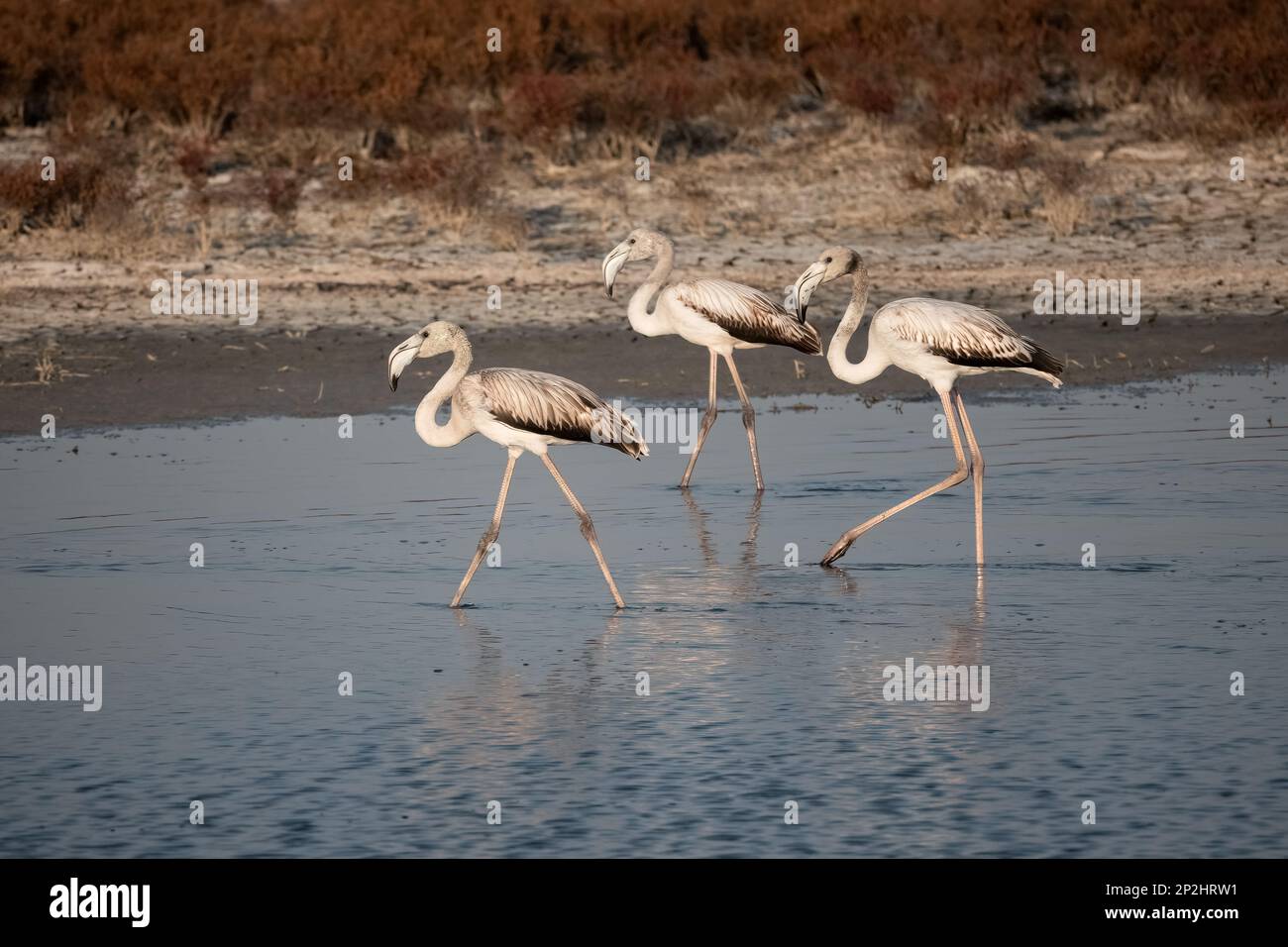 A Group of young Flamingos walking on Delta Evros Stock Photo - Alamy