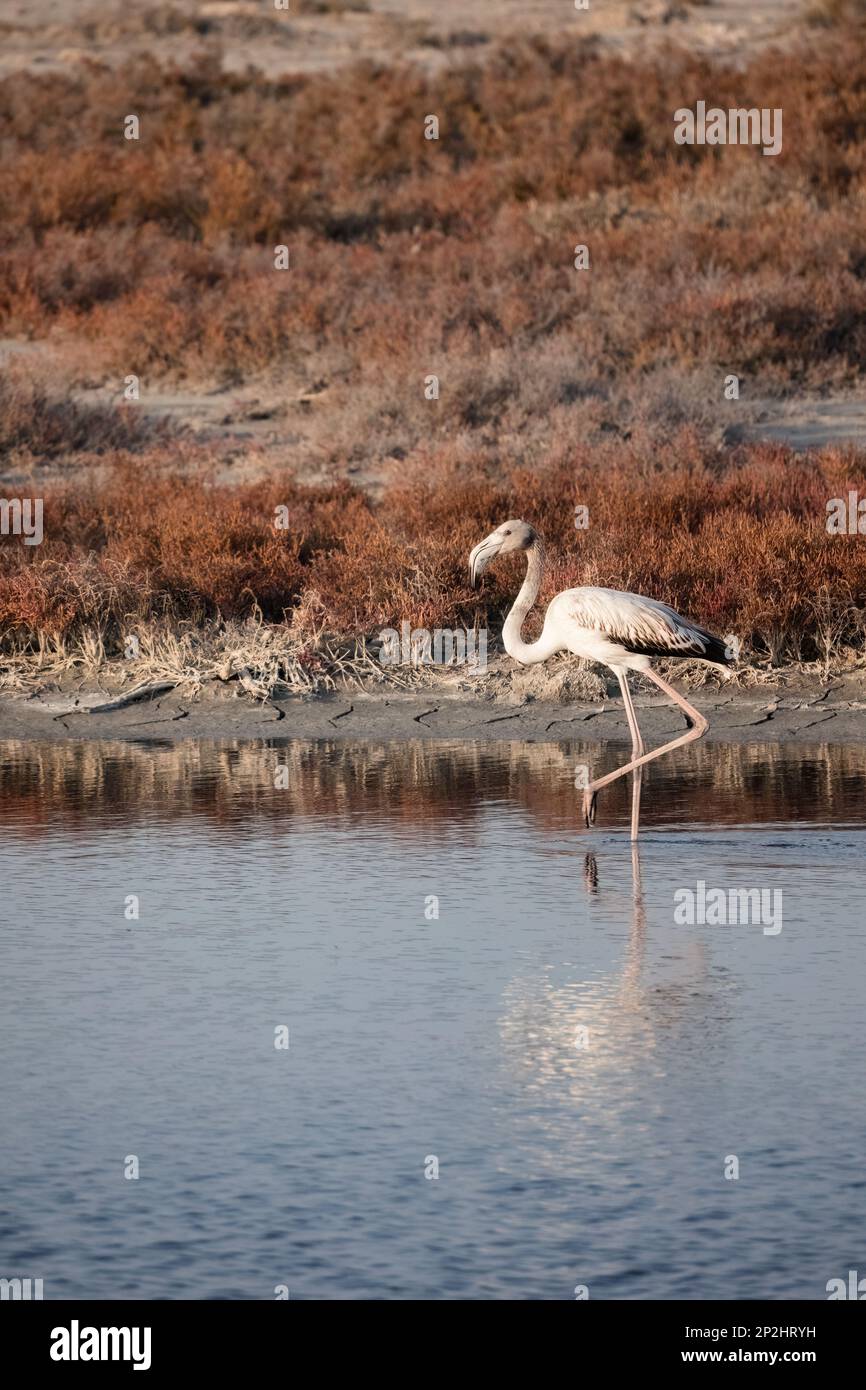 A Group of young Flamingos walking on Delta Evros Stock Photo - Alamy