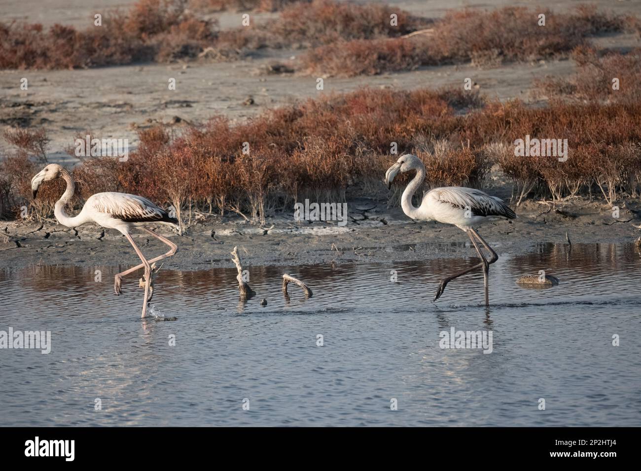 A Group of young Flamingos walking on Delta Evros Stock Photo - Alamy
