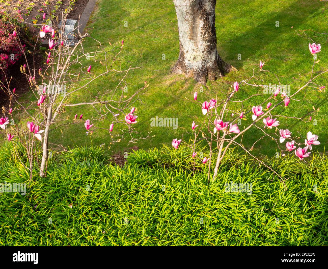 Green park floral flowers hi-res stock photography and images - Alamy