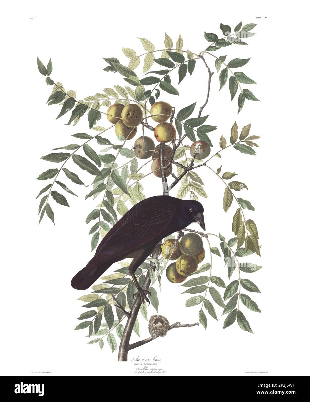 Crow. Bird illustration from Birds of America by John James Audubon- 1860 Stock Photo