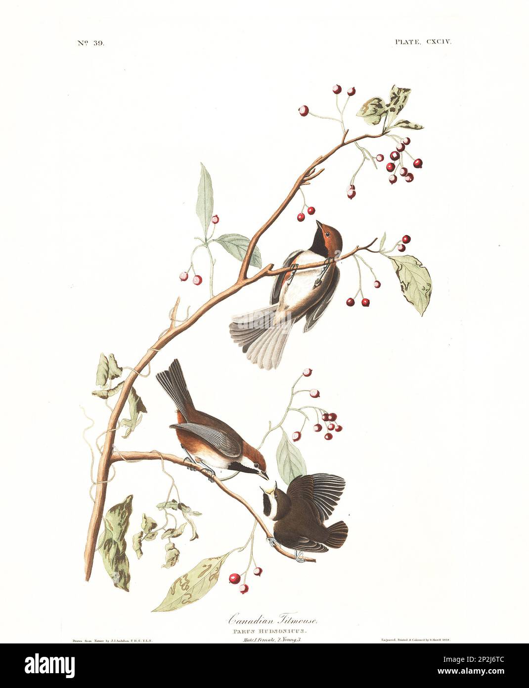 Titmouse. Bird illustration from Birds of America by John James Audubon - 1860 Stock Photo
